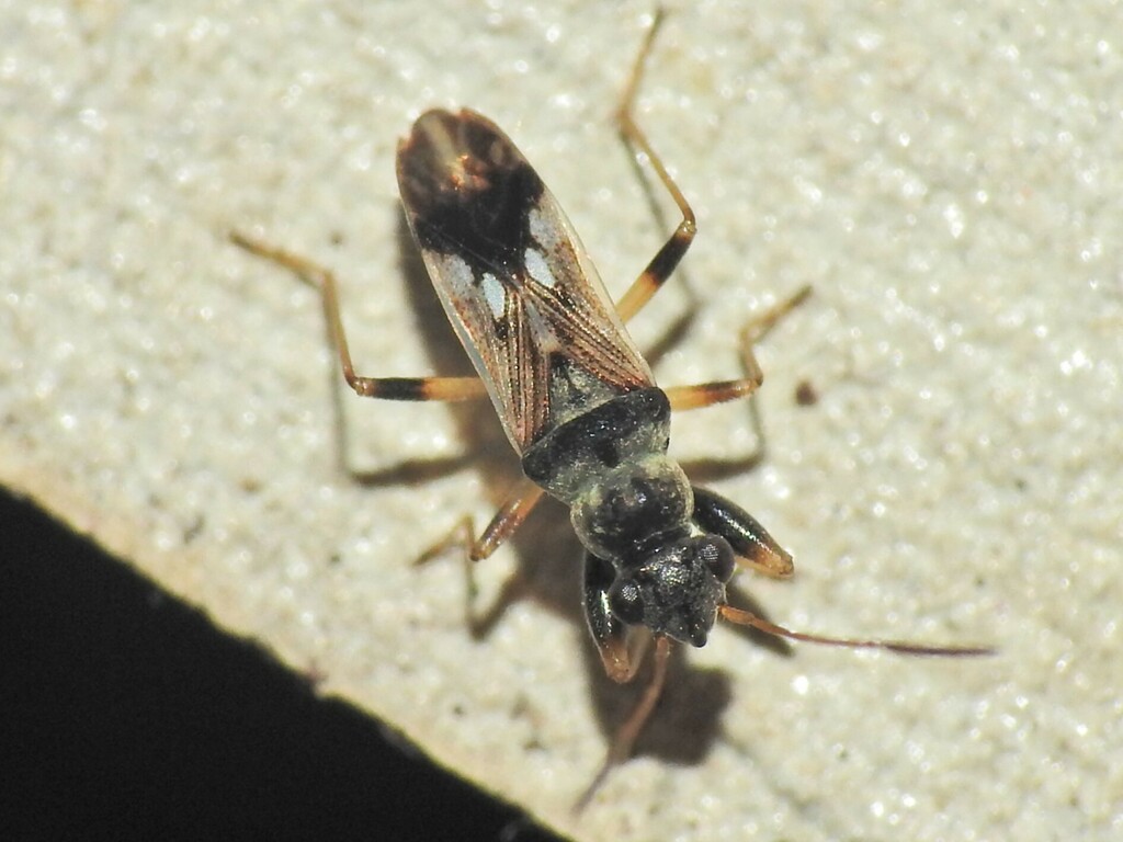 Seed bug