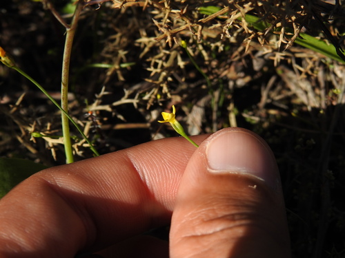 Image of Cicendia filiformis by (c) Duarte Frade, some rights reserved (CC BY)