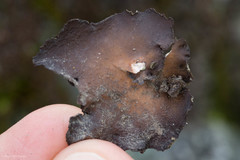 Dermatocarpon americanum