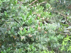 Tricalysia