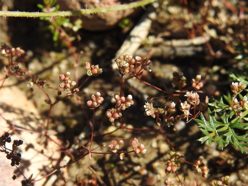 Image of Radiola linoides by (c) Duarte Frade, some rights reserved (CC BY)