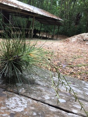 Tillandsia filifolia
