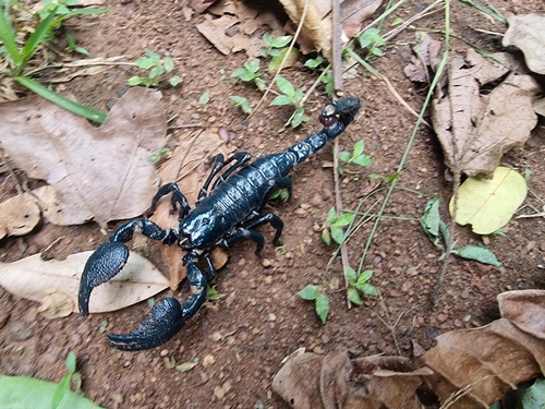 Pandinus imperator