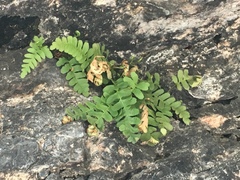 Polypodium saximontanum