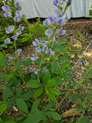 Baptisia australis