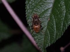 Eristalinus quinquestriatus