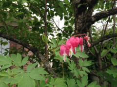 Lamprocapnos spectabilis
