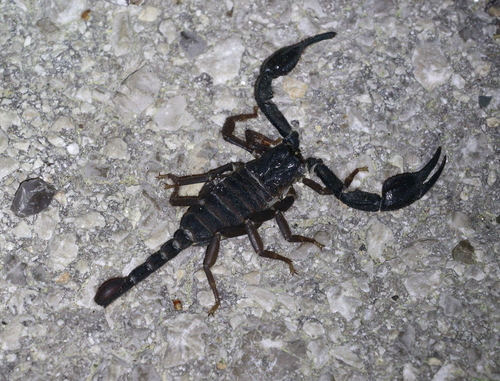 Photo of Kraepelin's Scorpion (Anatoliurus kraepelini)