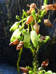 Erica urna-viridis