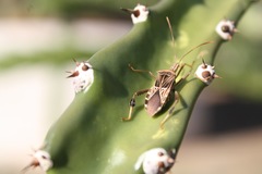 Leptoglossus subauratus