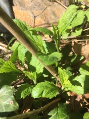 Conoclinium coelestinum