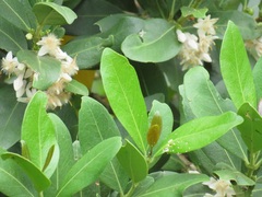 Tricalysia