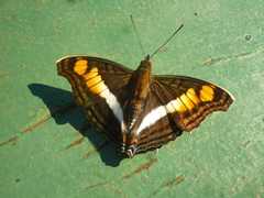 Doxocopa