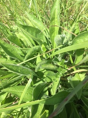 Centaurea × moncktonii
