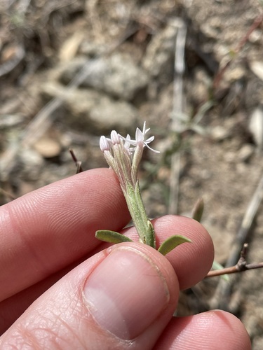 Image of Bigelow's Bristlehead (Carphochaete bigelovii) by (c) Martin Purdy, some rights reserved (CC BY)
