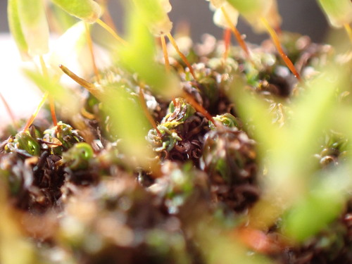 Image of Encalypta vulgaris by no rights reserved