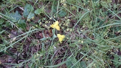 Calochortus amabilis