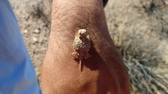 Phrynosoma goodei