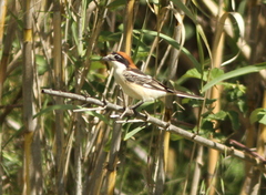 Lanius senator senator