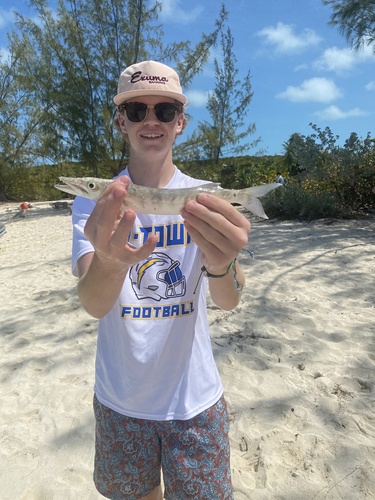 Great barracuda