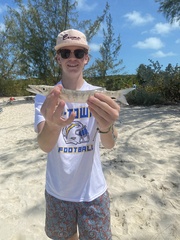 Great barracuda