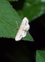 Idaea chotaria