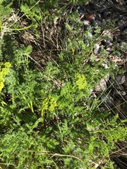 Lomatium grayi