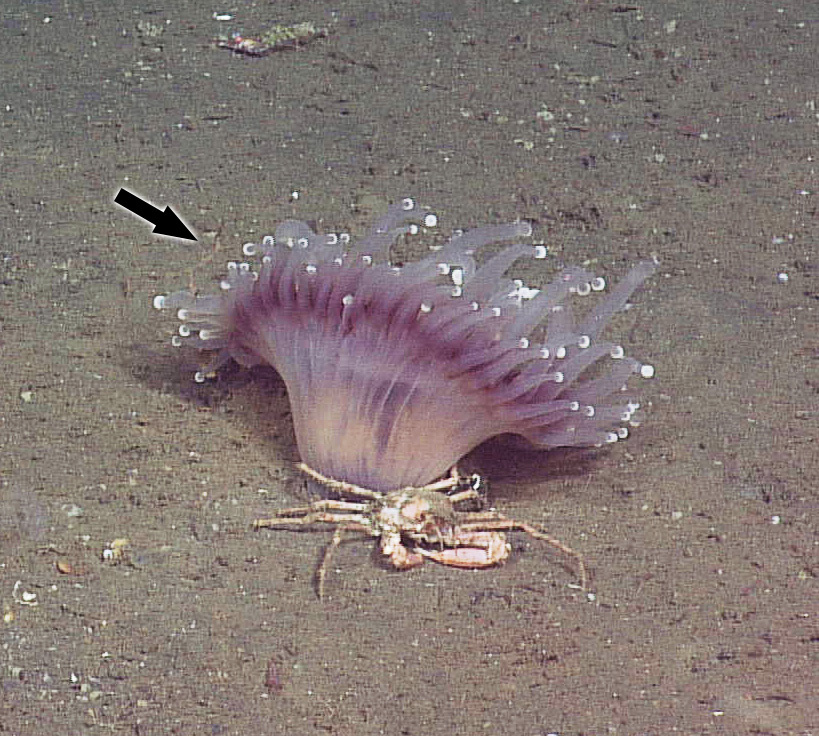 Corallimorphus pilatus Fautin, White & Pearson, 2002