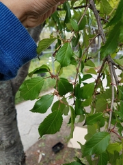 Prunus avium