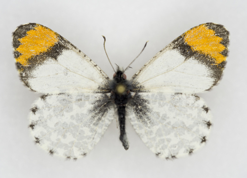 Southwestern Orangetip