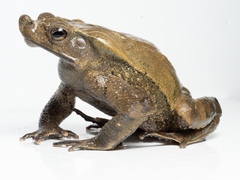 Bom Jardim Toad photo 2