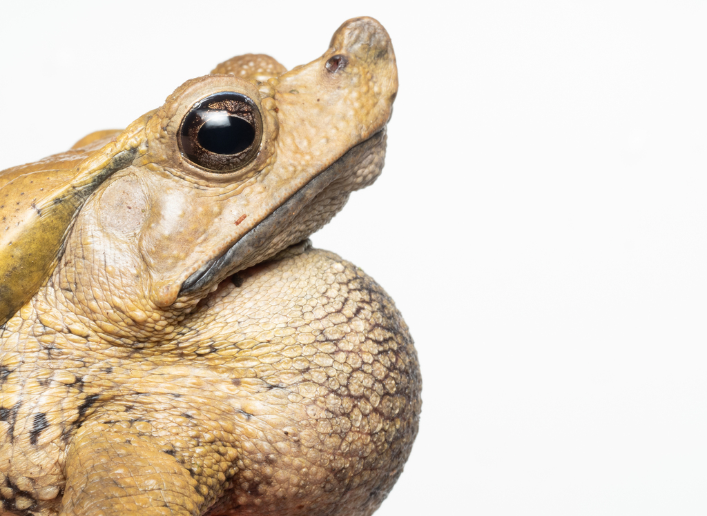 Bom Jardim Toad