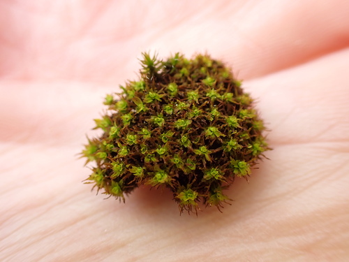 Syntrichia fragilis