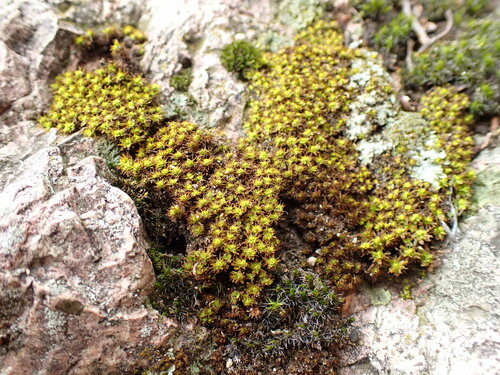 Syntrichia fragilis