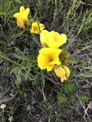 Oenothera macrocarpa