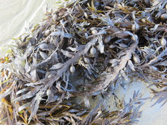 Carpophyllum maschalocarpum