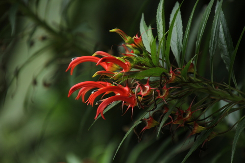 Lobelia persicifolia