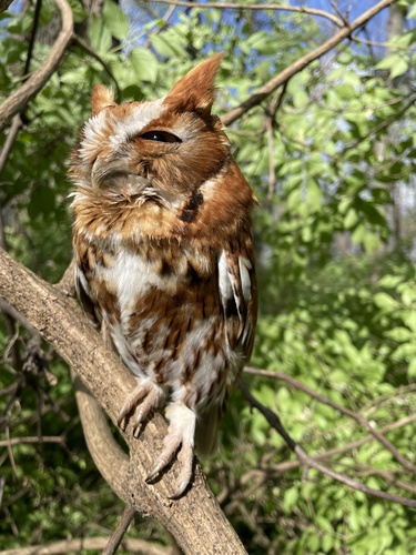 Eastern Screech-Owl photographed in Tennessee