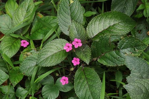 Chrysothemis melittifolia (L.) M.M.Mora & J.L.Clark