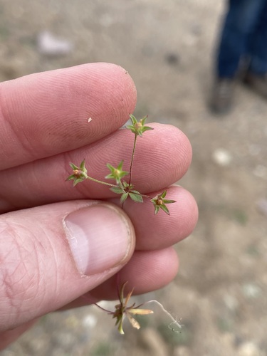 Image of Androsace occidentalis by (c) Martin Purdy, some rights reserved (CC BY)