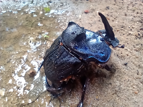 Coprophanaeus ensifer