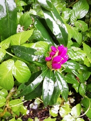 Rhododendron ponticum