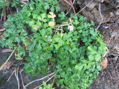 Apium prostratum filiforme