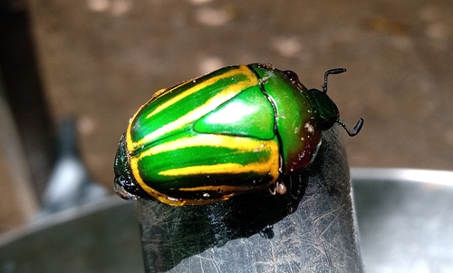 Macraspis festiva