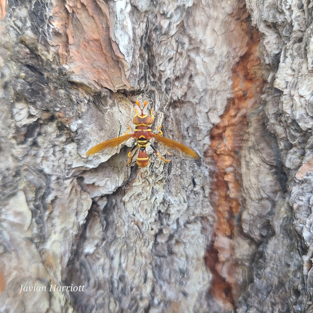 Monoceromyia daphnaeus