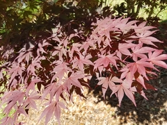 Acer palmatum