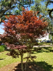 Acer palmatum