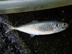 Decapterus macarellus