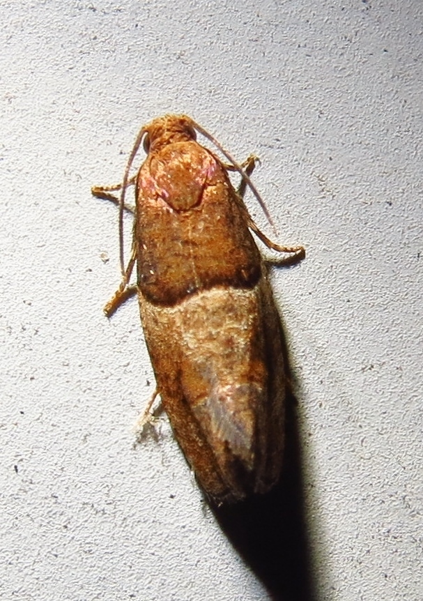Dark-based Larisa Moth