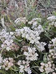 Asclepias involucrata
